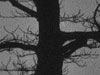 thumbnail of Item 1 Title