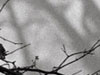 thumbnail of Item 1 Title